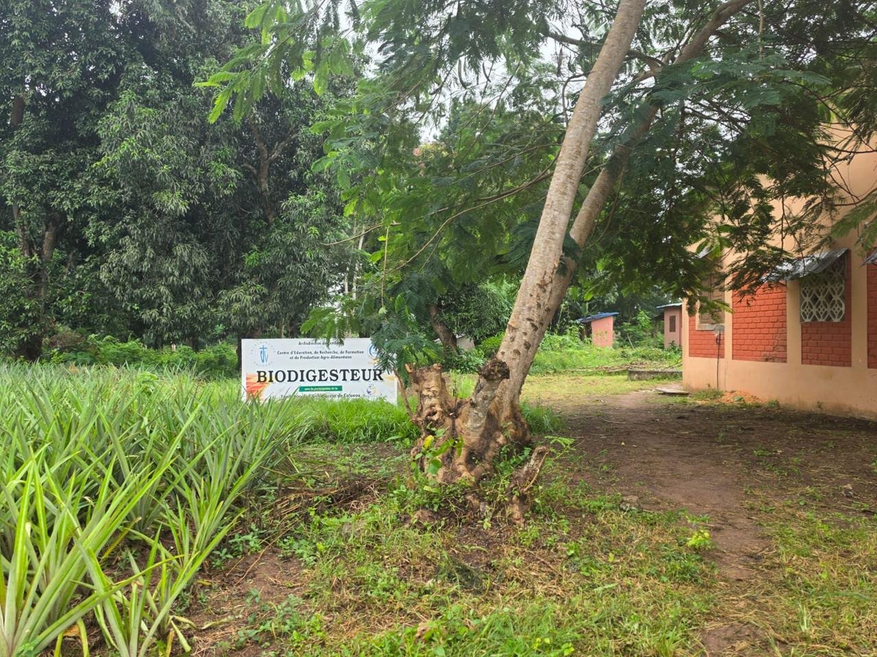 Champ d'ananas et biodigesteur agro-alimentaire