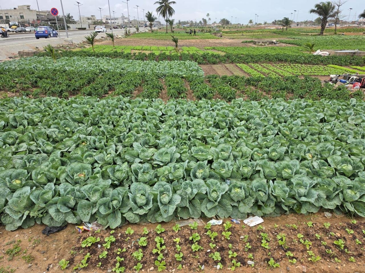 Cultures maraîchères et biofertilisants en planches maraîchères