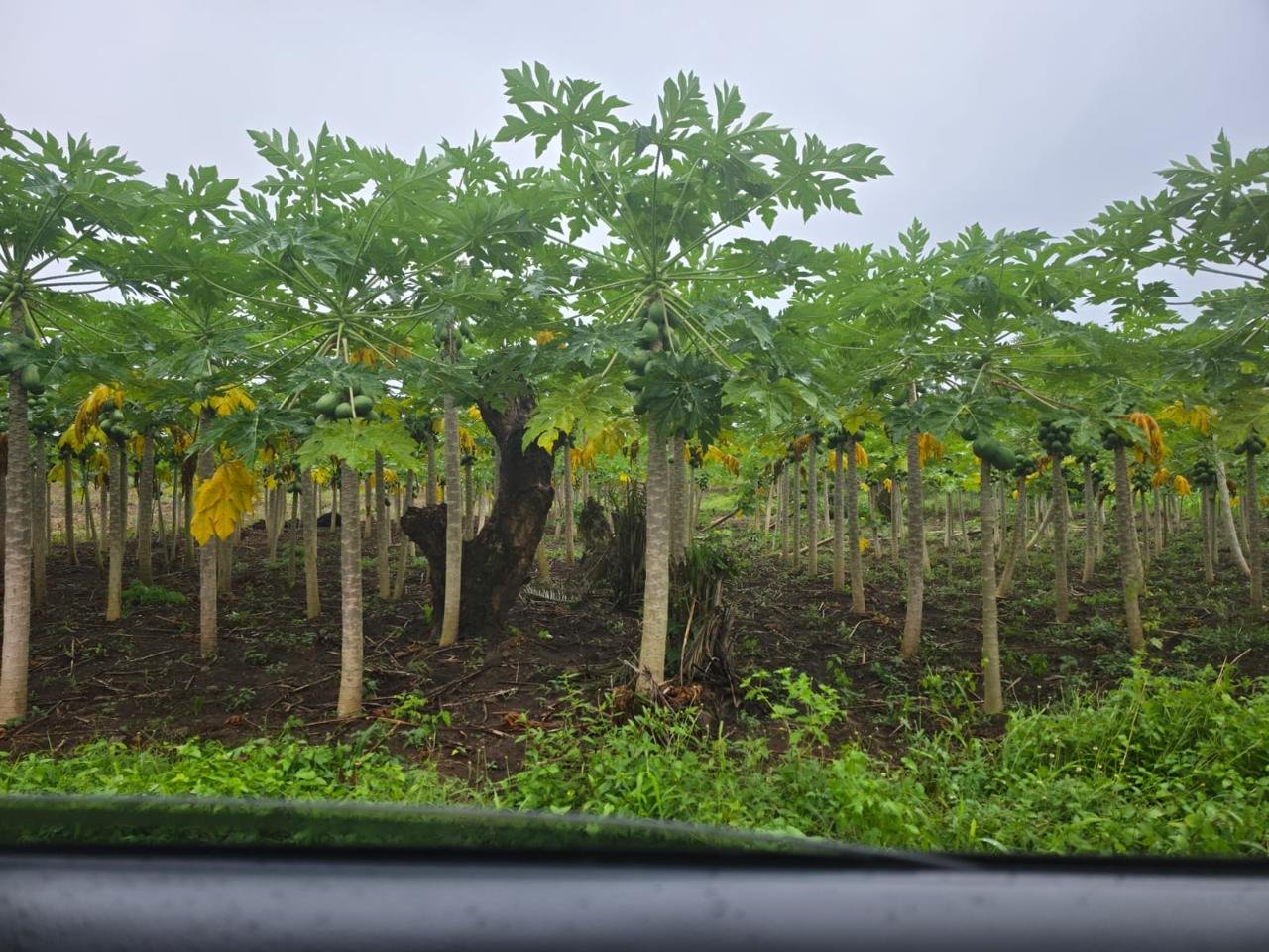 Plantation de papayers et régénération des sols